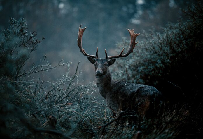 The God Cernunnos